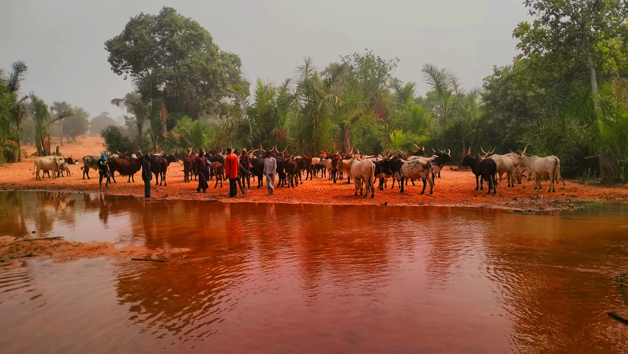 Fulani herders with cattle at the Ngaji River, Nigeria