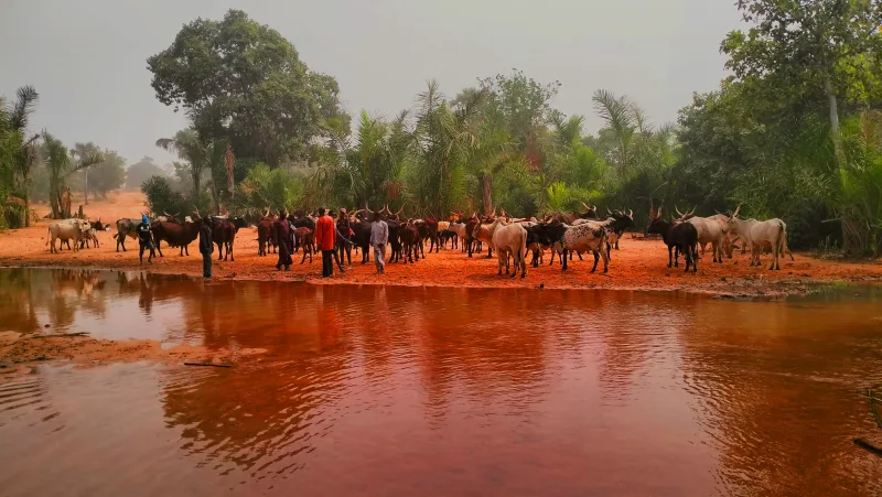 Fulani herders with cattle at the Ngaji River, Nigeria